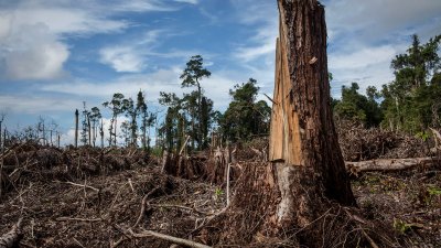 Orman Yıkımını Durdurmak Mümkün mü?
