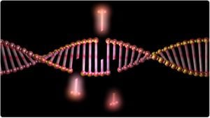 Zebrafish Study Reveals Key Roles Of DNA Repair Pathways