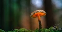 21 People Poisoned, 1 Dies After Eating Wild Mushrooms In California