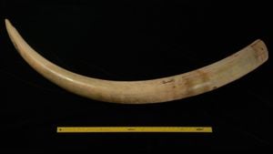 Rare Mammoth Tusk Discovered Uncovers Ice Age Secrets