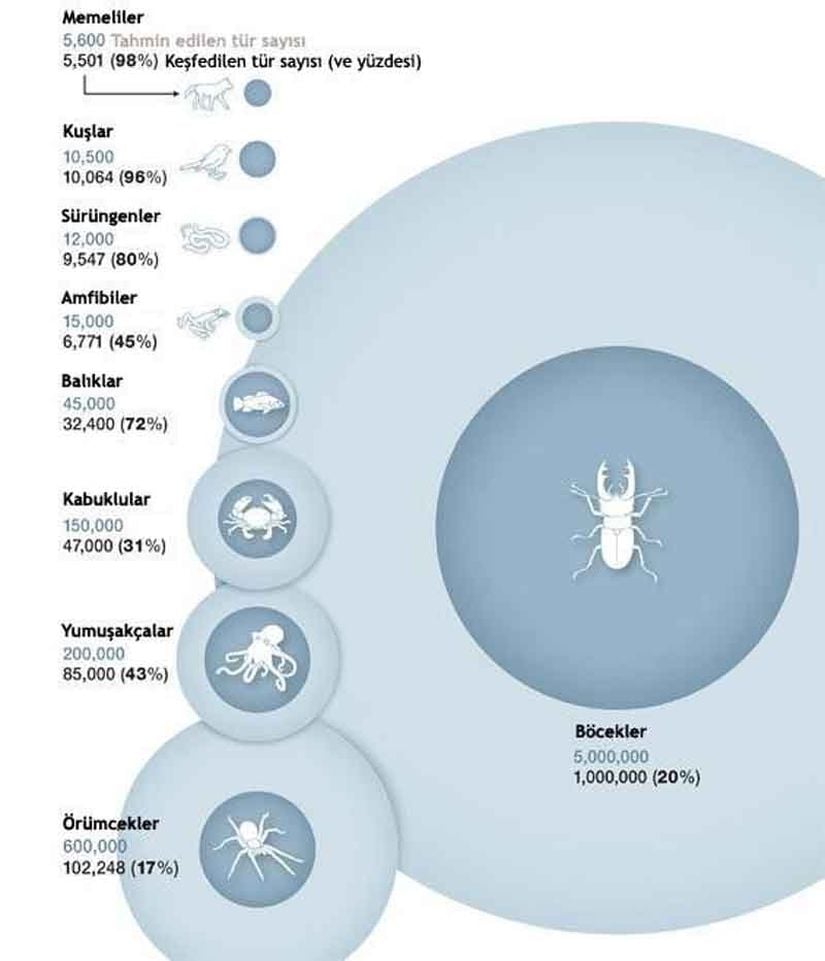 Görselde, büyük ökaryot gruplarının var olduğu düşünülen tür sayısı, bu türlerin ne kadarını keşfettiğimiz ve bunun yüzde kaçlık bir dilime denk geldiği gösterilmektedir.