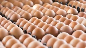 Costco Recalls Kirkland Organic Eggs Over Salmonella Risk