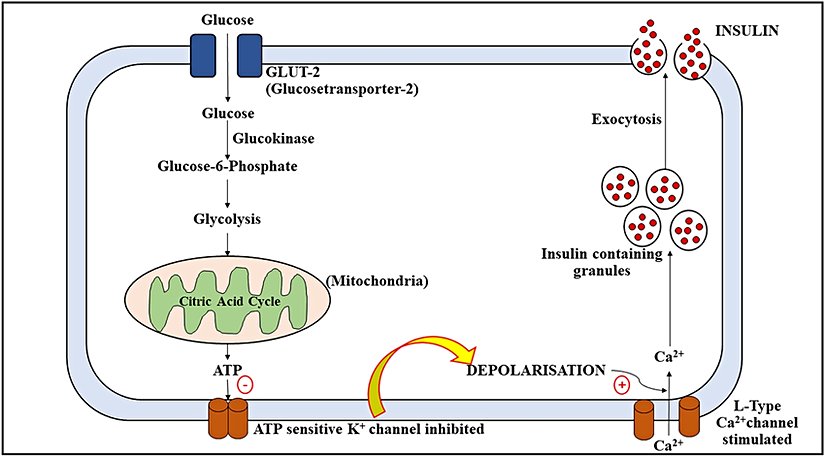 İnsülin sentezi ve salgılanması