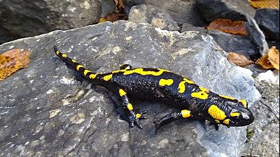 Metamorfoz, Semenderlerde Morfolojik Çeşitliliğin Evrimine Hız Katıyor!