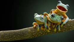 Bilinen Türlerin %80'i Hızlı Çeşitlenen Az Sayıda Gruptan Geliyor!