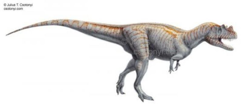 Ceratosaurus