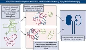 Novel Antibody Treatment Shows Promise For Crush Syndrome Kidney Injury