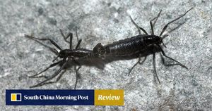 Antarctic Midge's Diapause Reveals Secrets Of Survival