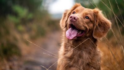 Köpekler, İnsanların Kasıtlı Veya Kasıtsız Hareketlerini Ayırt Edebiliyorlar!