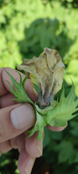 Fotoğrafta çektiğim pamuk bitkisinin çiçeklerinde oluşan parazitin ismi nedir?