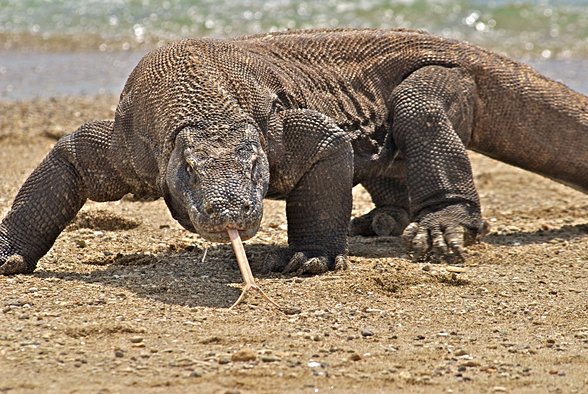 Komodo Ejderi