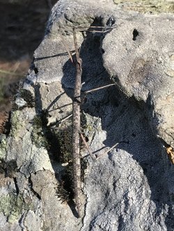 Tür tanımı konusunda yardım eder misiniz? Bu canlının türü nedir?