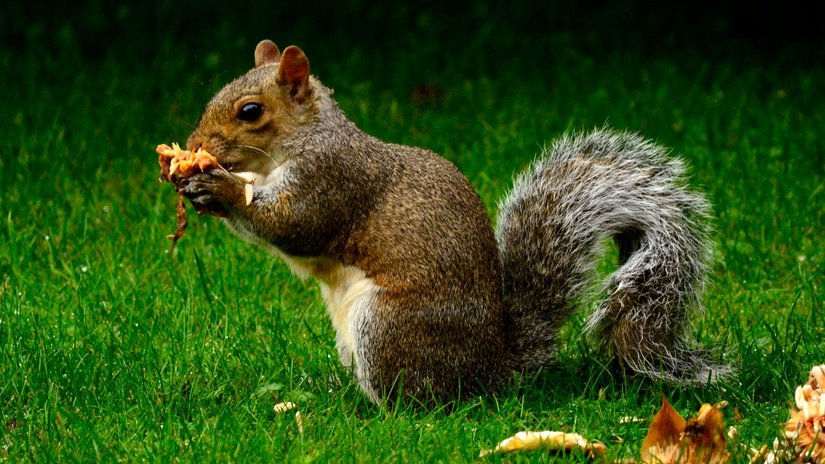 Kemirgenler (Rodentia)
