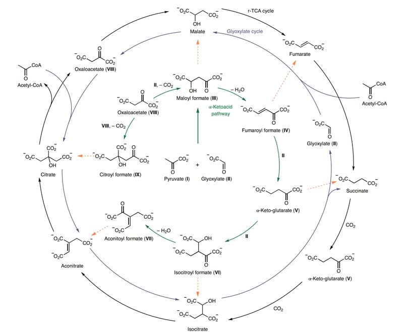 Alfa-ketoasit yolağı, sitrik asit (Krebs) döngüsü ile glioksalat döngüsüne benzemektedir. Piruvat (I) veya oksaloasetat (VIII) ile başladıktan sonra, orta düzeyde sucul şartlar altında alfa-ketoasit döngüsü sadece glioksalata (II) ihtiyaç duyar ki bu da, karbon kaynağı ve redüktan görevi görür. Modern biyolojide karşımıza çıkan glioksalat döngüsünde de piruvat yerine asetil-CoA ve glioksalat kullanılır. Muhtemelen evrimsel sürecin ilerleyen basamaklarında ortaya çıkan değişimlerle, alfa-ketoasit döngüsü Krebs döngüsündeki aracı kimyasallara uygun oksidanların varlığında oksidatif dekarboksilasyon yoluyla dönüştürülebilir (bunlar turuncu oklarla gösterilmektedir).