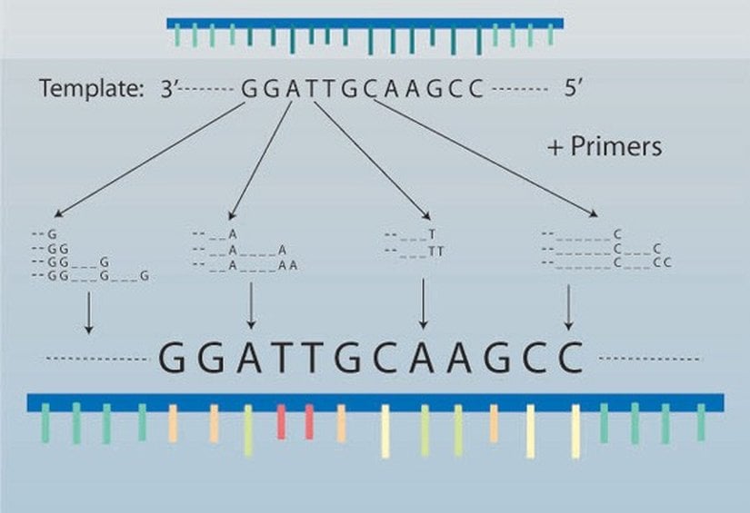 Şekil 5: Sanger sekanslama metodu.