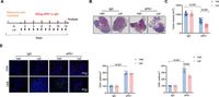 Microbiota-indole-3-propionic acid-heart axis mediates the protection of leflunomide against αPD1-induced cardiotoxicity in mice - Nature Communications
