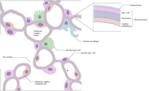 Heparan Sulfate's Critical Role Affects Alveolar Development