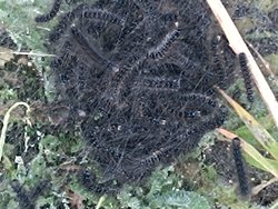 Bu canlı hangi türe mensup?