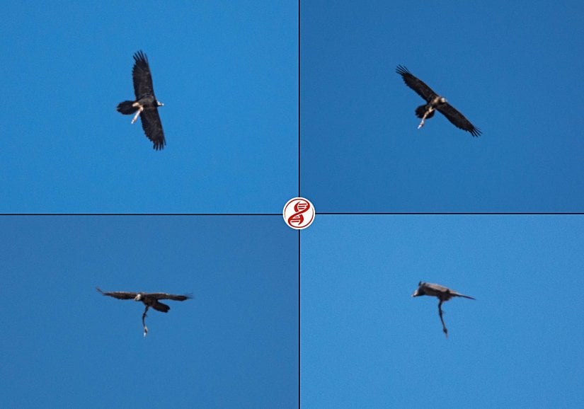 Ayağı ile tuttuğu kemiği yüksekten atarak parçalanmasını sağlar, ardından doğrudan yutar. Beypazarı, Ankara.