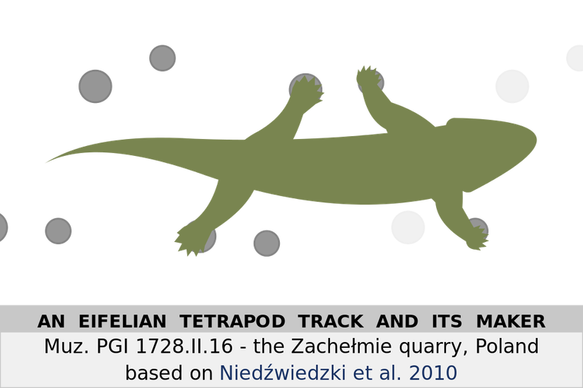 Ayak izlerine uygun bir tetrapod (animasyon için linke tıklayın)