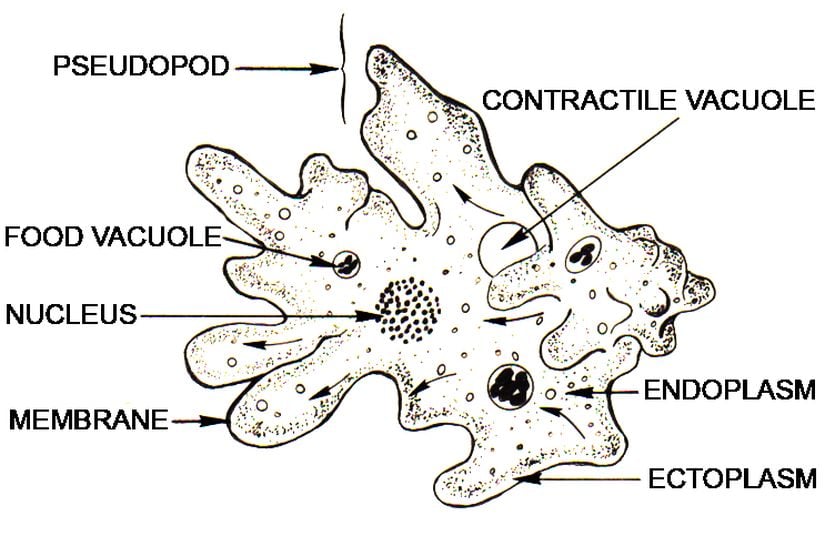 Morfolojisi