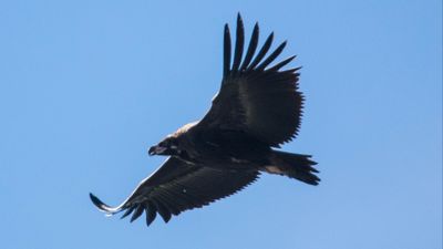 Kara akbaba (Aegypius monachus)