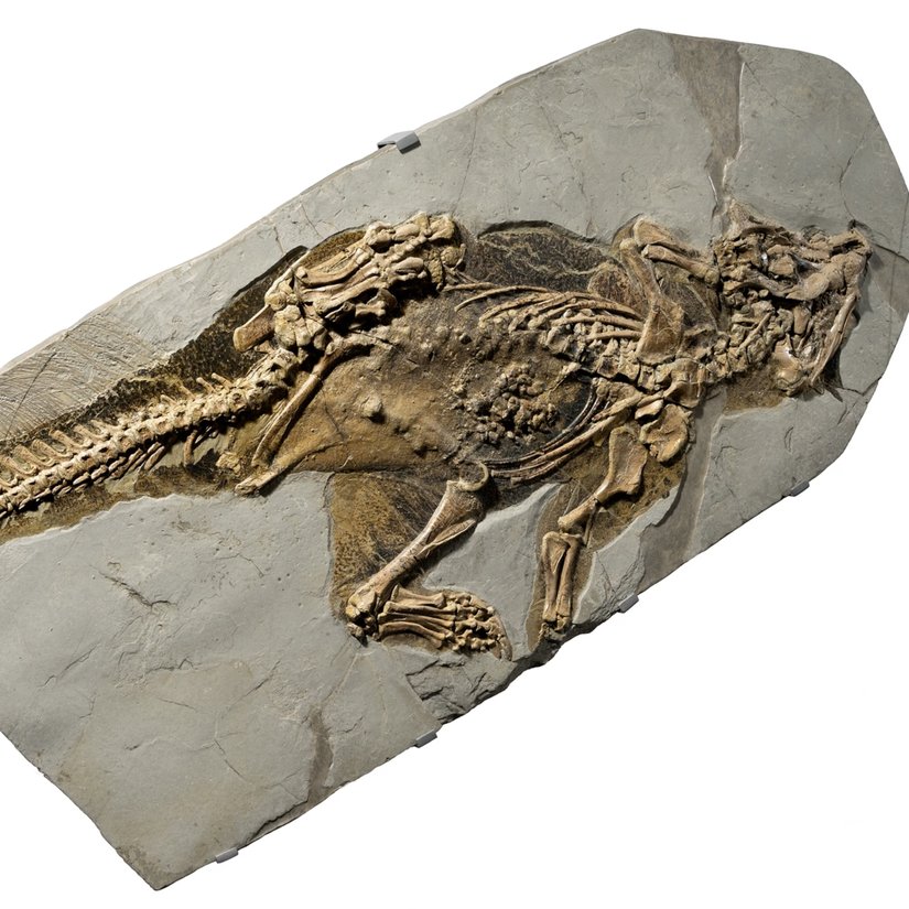 Psittacosaurus’un üzerinde deri ve morfoloji analizi yapılan fosili.