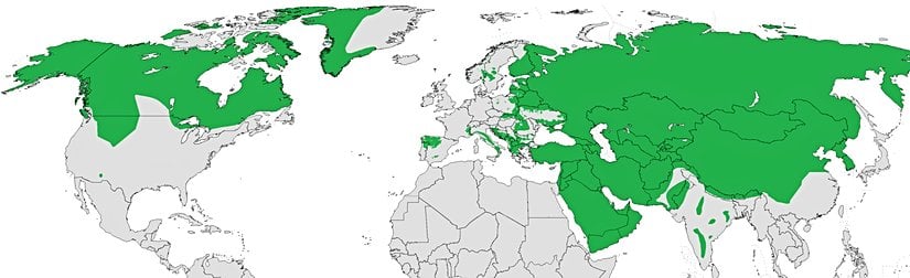 Bozkurtların dünya üzerindeki yaşam alanlar.