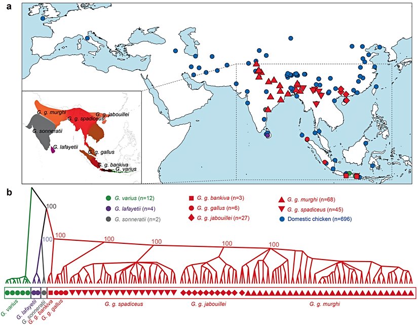 Evcil tavukların evrimsel biyocoğrafyası ve akrabalık ilişkileri