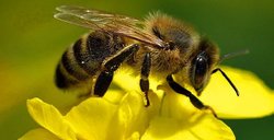 Arılar neden karanlıkta uçamaz?