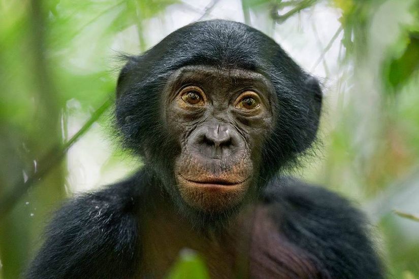 Bonobo (Pan paniscus)