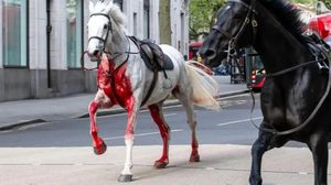 Military Horse Vida Triumphantly Returns After Recovery