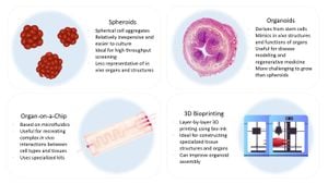 Advancements In Oxygen Diffusion Modeling Enhance Tissue Engineering