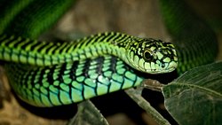 Bu Yılanın Zehri, Tüm Deliklerinizden Kanayarak Ölmenize Neden Oluyor!