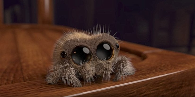 Sevimli zıplayan örümcek Lucas.