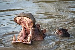 Kaçak Avcılar Fildişi Yerine Dev Dişler İçin Suaygırlarını Hedef Alıyor