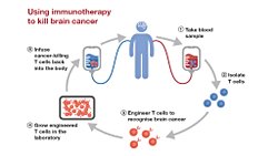 Kanser Tedavisinde İmmünoterapinin Geleceği
