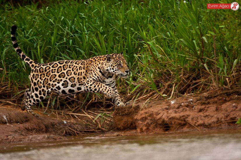 Jaguar (Panthera onca)