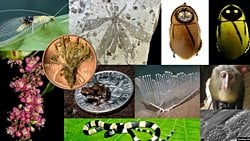 Bu 10 İlginç Türün Her Biri 2012 Yılında Keşfedildi!