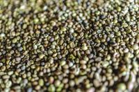 Coffee output hit as forests are destroyed for more crops