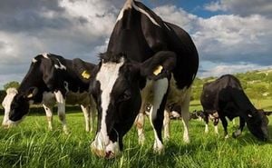 Bluetongue Virus Outbreak Sparks Alarm In Northern Ireland