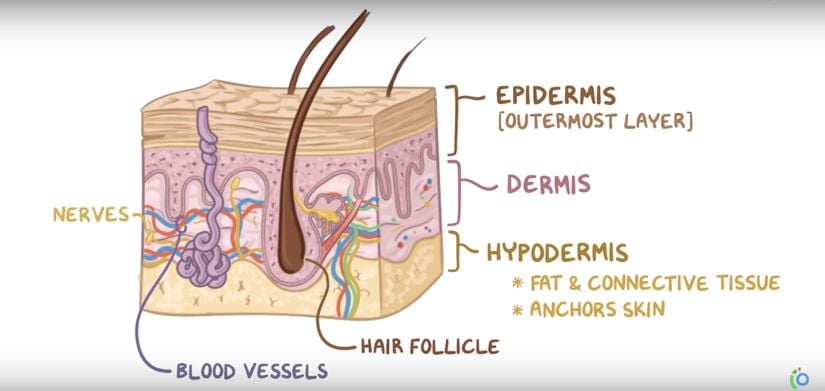 Derimiz temelde 3 katmandan oluşur. İlk katman epidermis dediğimiz derimizin en üst tabakasıdır. Bu tabaka genel olarak sıvı kaybının önlenmesi ve alttaki dokulara kalkan görevi yapar. İkinci katman dermistir. Dermis kan damarı, sinir lifleri, yağ bezleri ve kıl foliküllerini içerir. Isı regülasyonu ve sıvı-elektrolit dengesinden sorumludur. Üçüncü ve son katmanımız hipodermistir. Bu katmanda yağ dokusu yer almakta ve hem kemik,kas gibi dokuları darbelere karşı korumakta hem de ısı regülasyonunda görev almaktadır.