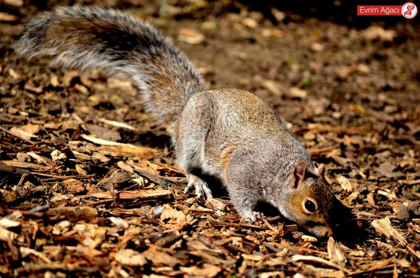 Atıştırmalık bir şeyler ararken.