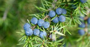 New Study Reveals Genetic Adaptation Strategies Of Juniperus Communis