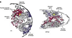 Bilim İnsanları İnsan Kromozomlarını 3 Boyutlu Haritaladı: Çekirdekte 140 Binden Fazla DNA Döngüsü Keşfedildi.