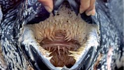 DENİZ KAPLUMBAĞALARIN AĞZI