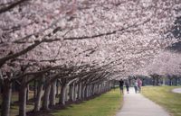 Red Wing Park to temporarily reopen for Virginia Beach’s Cherry Blossom Festival