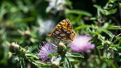 İspanyol kraliçesi (Issoria lathonia)