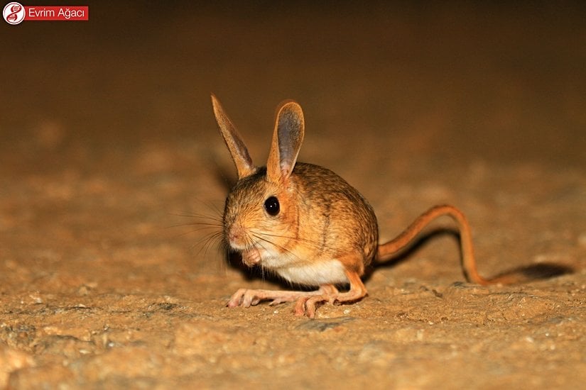 Pikachu kadar ilgi görememesinden yakınan birey.