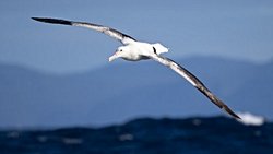 Kuşlarda Yüksek Oksijen Verimliliğinin Mekanizması